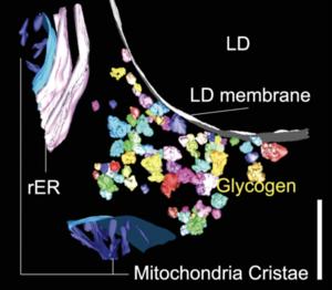 Mitochondria Cristae