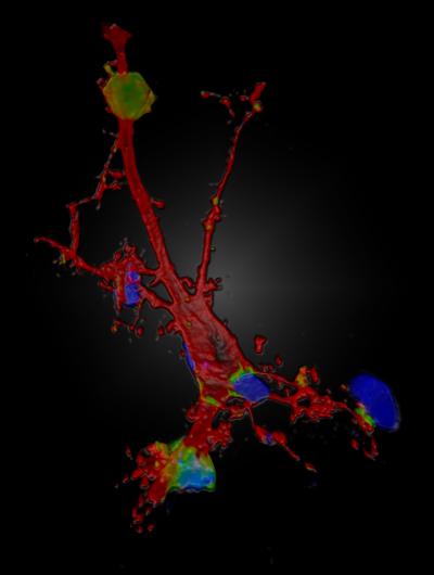 How Baby Neurons Leave the Nest (2 of 2)