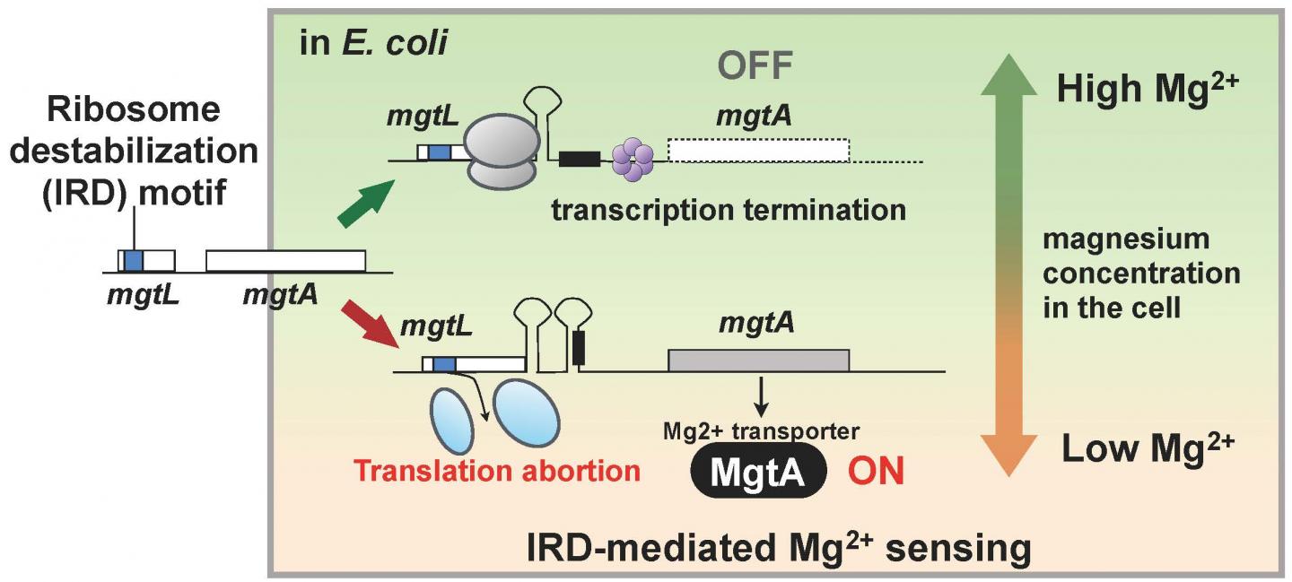 Mechanism for Sensing Magnesium Ions Resulting from Ribosome Destabilization