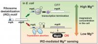 Mechanism for Sensing Magnesium Ions Resulting from Ribosome Destabilization