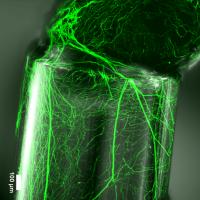 Neurite in a Fiber