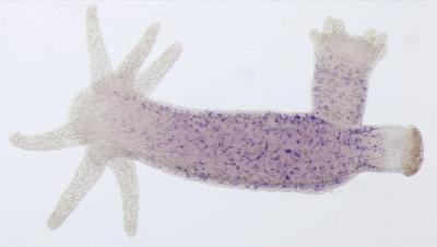Ancestral Metazoan