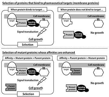 The Protein Selection Process