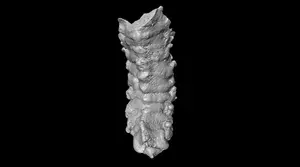 Kuanchuanpivermis brevicruris, holotype