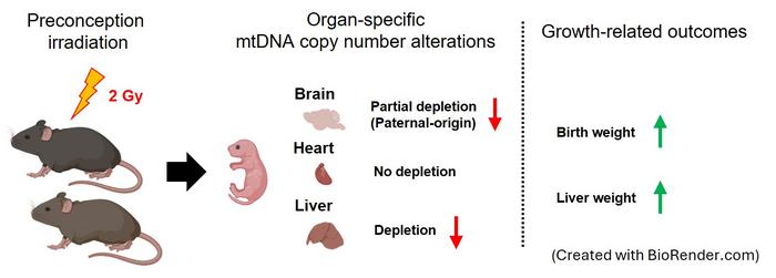 Radiation affects mitochondrial copy number in offspring in an organ-specific way.