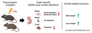Radiation affects mitochondrial copy number in offspring in an organ-specific way.