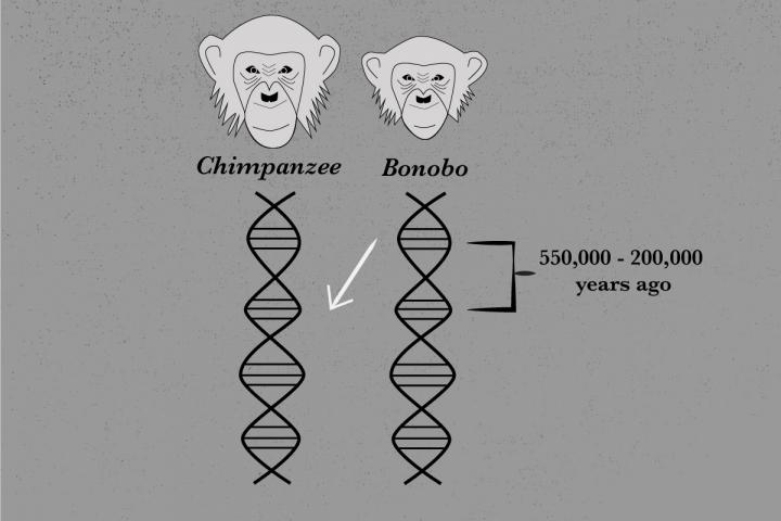 Chimps and Bonobos Had a Fling in the Past (2 of 12)