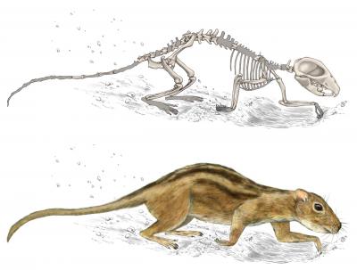 <i>Filikomys primaevus</i> Illustrations