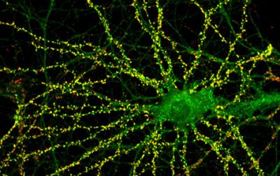 Neuron and Synapses