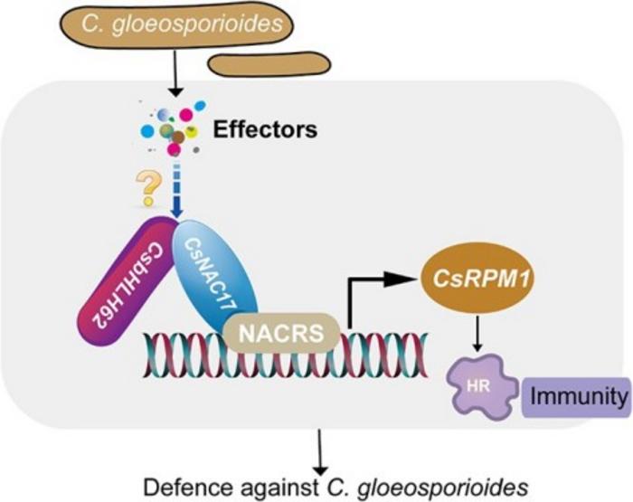Schematic model for the role of CsNAC17 in resistance to anthracnose in tea plants.