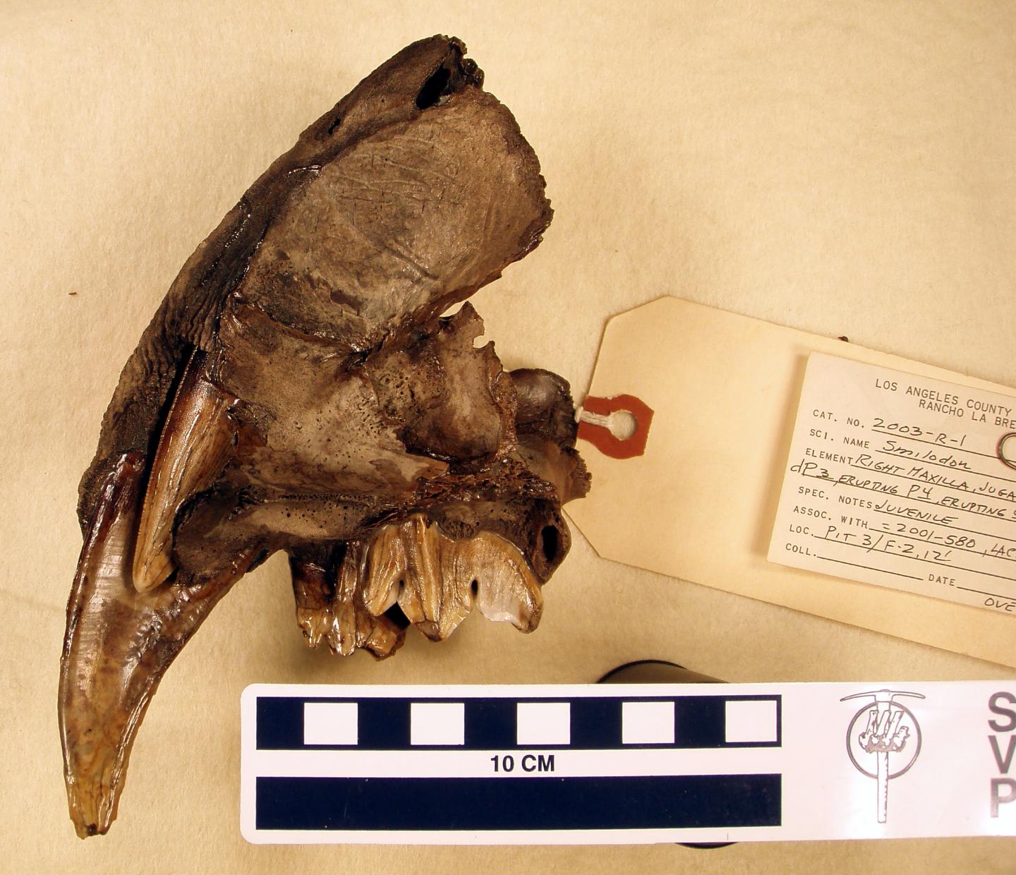 Baby Saber Tooth