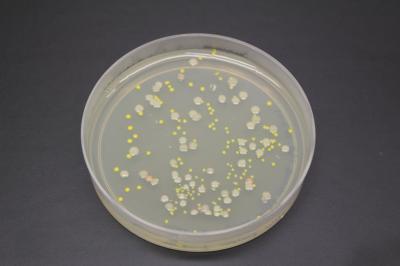 Cultured Bacteria