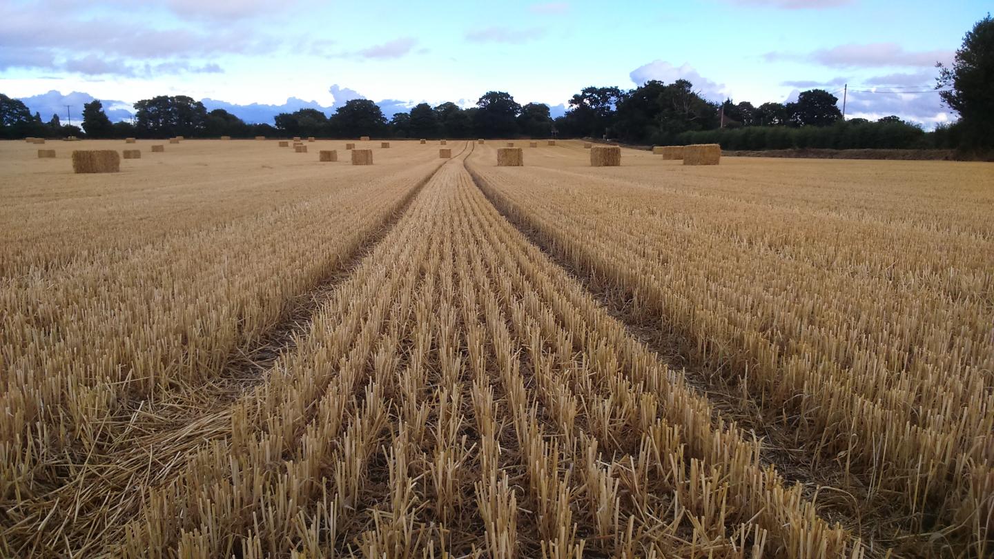 Field