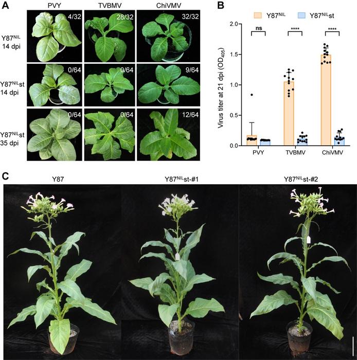 CRISPR-Engineered Triple eIF4E Mutations Confer Durable, Broad-Spectrum Resistance to Potyviruses in Tobacco