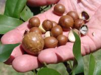 Nuts from M. integrifolia and M. jansenii
