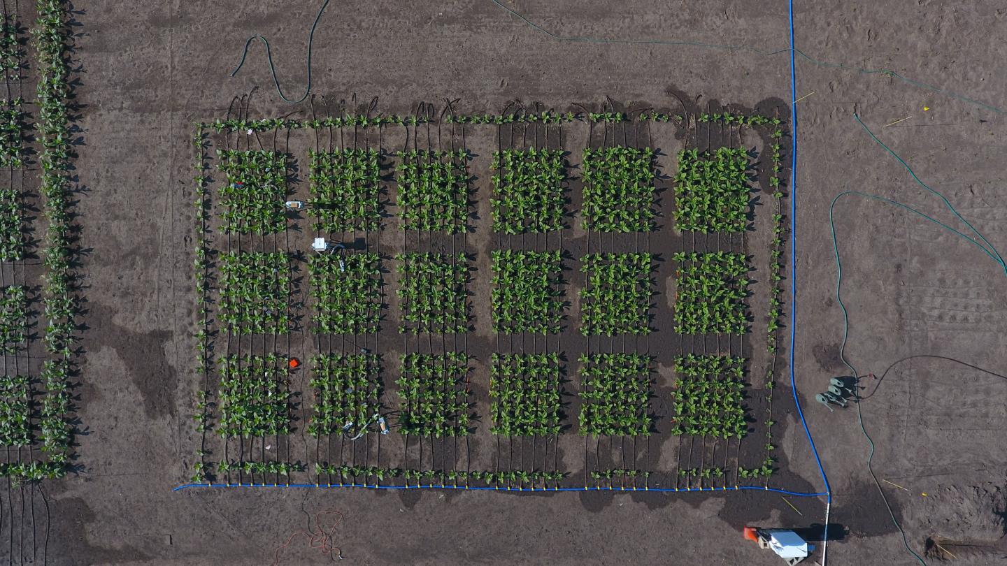2017 Field Trial, Aerial View