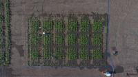 2017 Field Trial, Aerial View