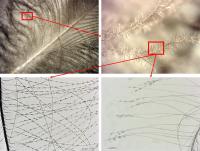 Small details help researchers identify feathers