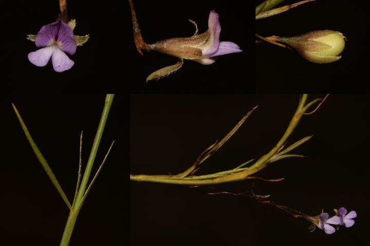 <em>Psoralea Cataracta</em> Is a Type of Fountain Bush