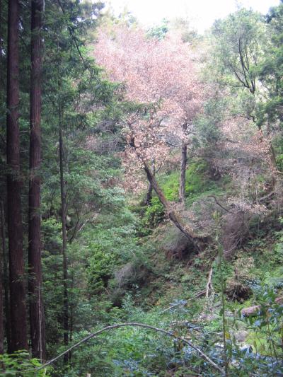 Big Sur Tanoak