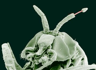 Black Fly