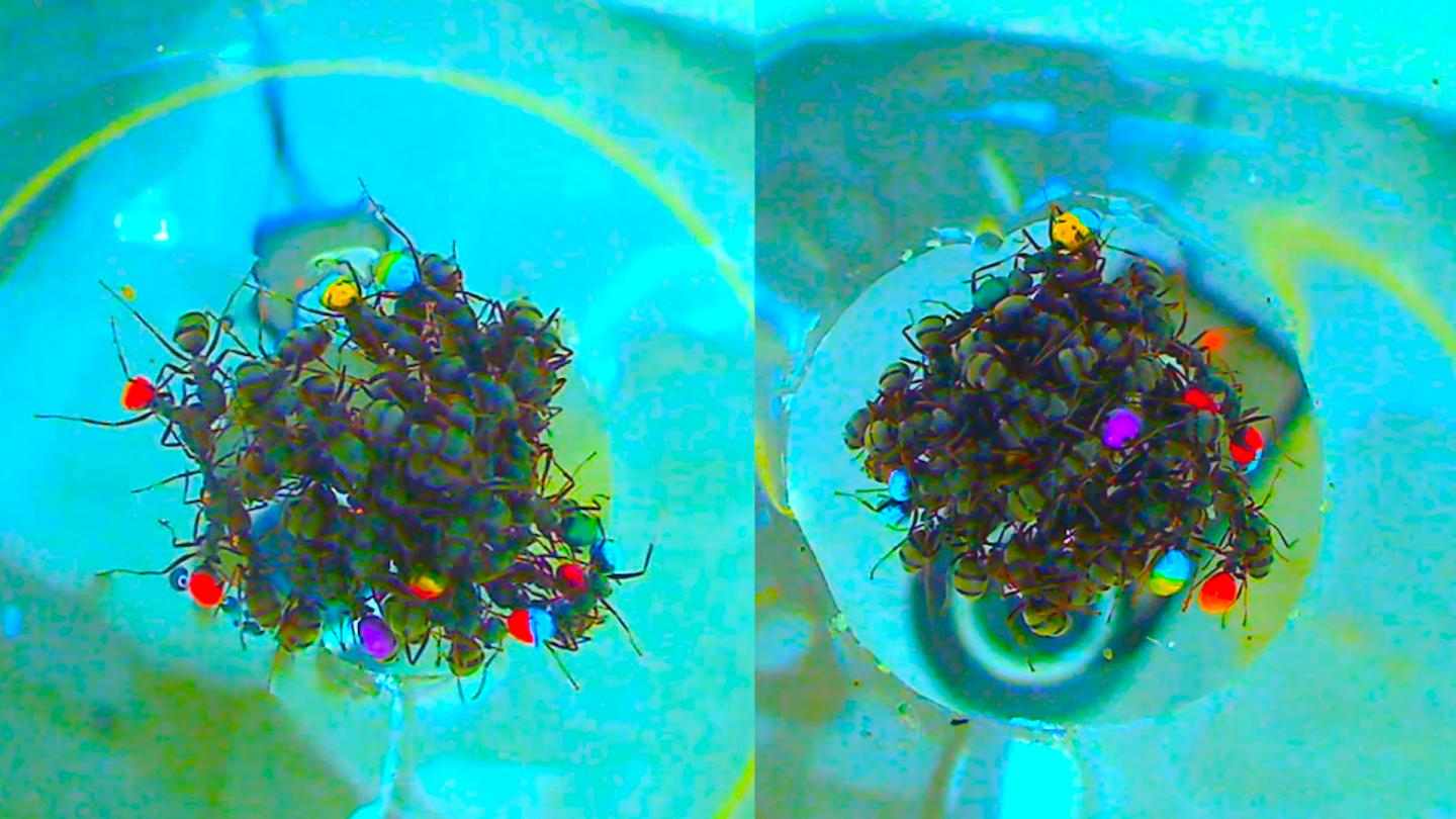 Ant Rafts