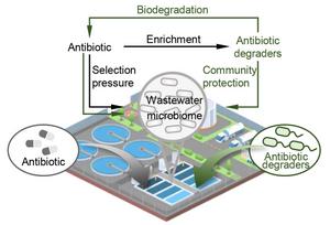 Community protection of antibiotic biodegradation modulates microbiome succession and stability