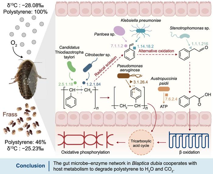 Integrated host–microbiome network driving polystyrene degradation in Blaptica dubia