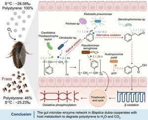 Integrated host–microbiome network driving polystyrene degradation in Blaptica dubia