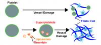 Comparison of Normal and Thrombin-Loaded Platelets