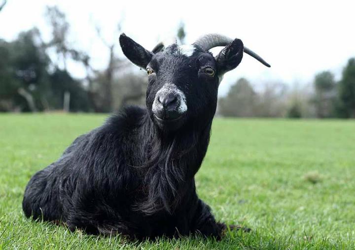 Goat