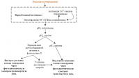The Proposed Mechanism of the Influence of the Variation Potential