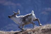 Caribou
