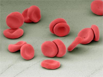 Red Blood Cells
