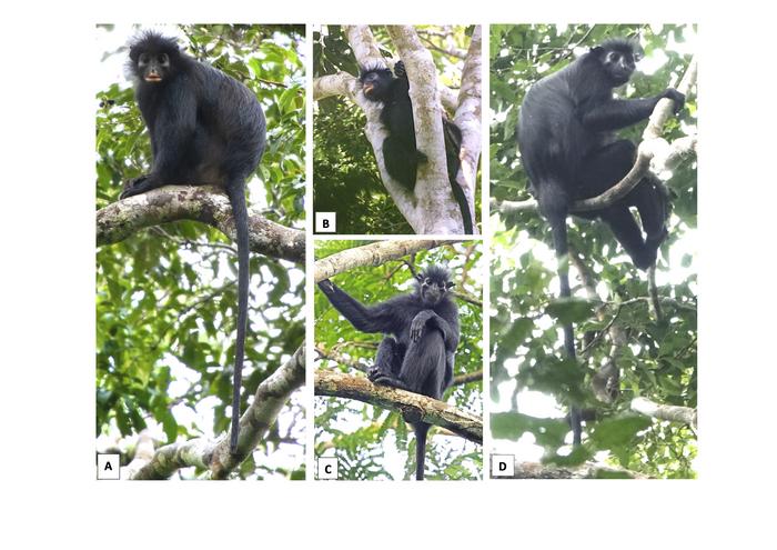 Colobus Comparisons