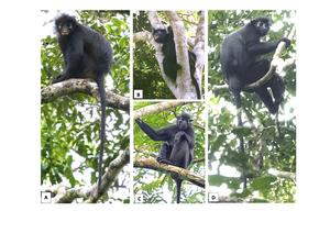 Colobus Comparisons