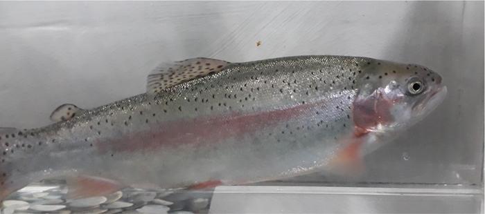 Rainbow Trout in the Laboratory