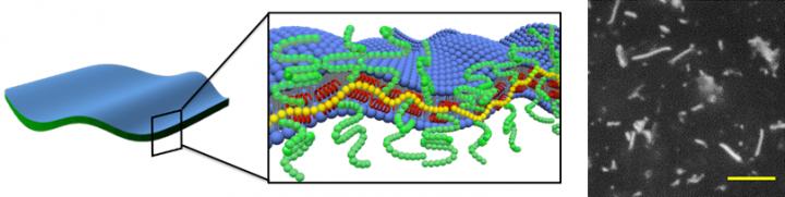 Figure 3: Model of the 2D Nanosheets
