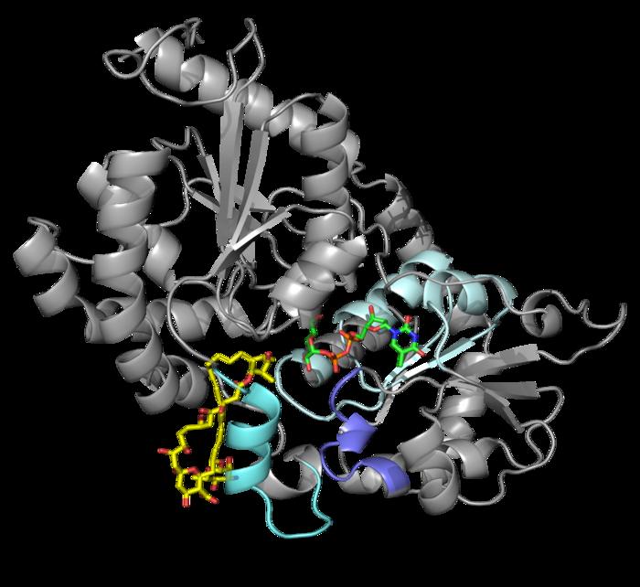 Entire enzyme structure
