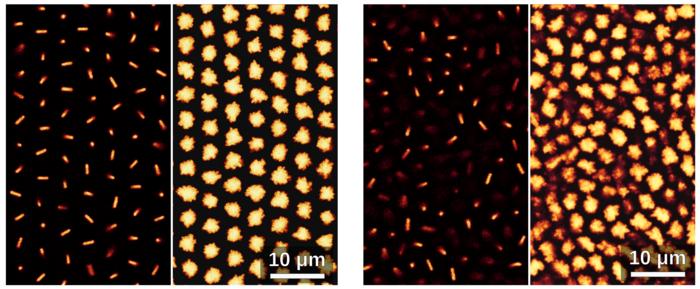 Confocal microscopy captures both the structure and the motion of the rod-like particles in detail