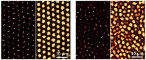 Confocal microscopy captures both the structure and the motion of the rod-like particles in detail
