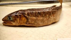 Lake trout museum specimen