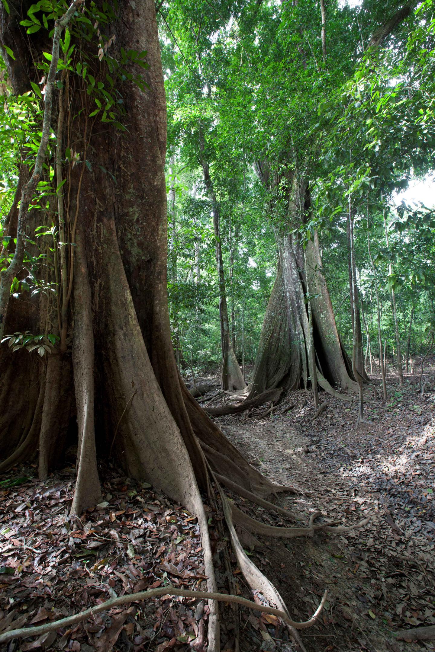Guyana trees