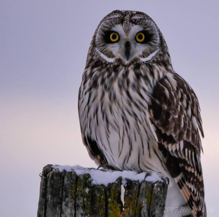Short-eared Owl