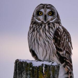 Short-eared Owl