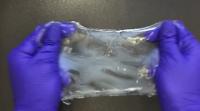 ELAST Brain Tissue