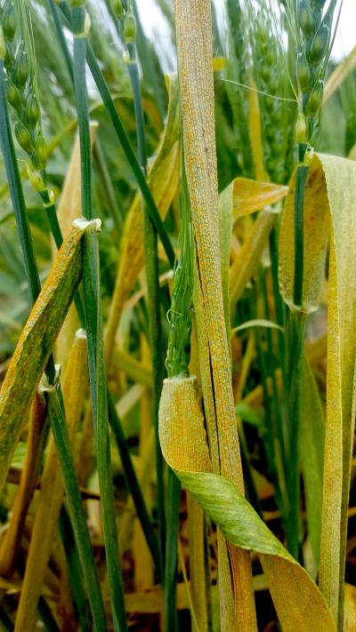 Wheat Yellow Rust