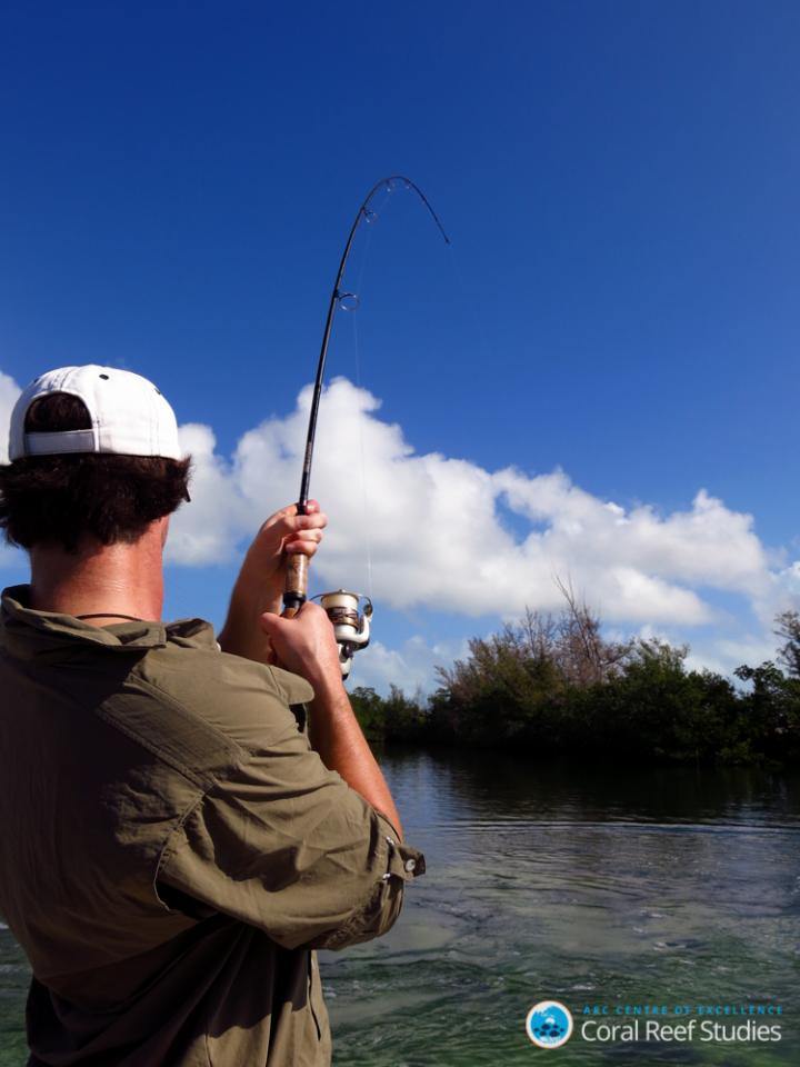 Poaching on the Great Barrier Reef