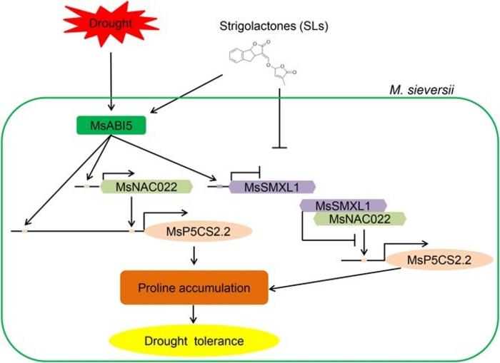 Proposed model for the role of the MsABI5-MsSMXL1-MsNAC022 cascade in enhancing drought resistance.