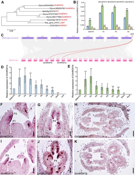 GmWOX1 regulates the mediolateral polarity of compound leaves in soybean. Fig. 1 Identification and spatiotemporal expression analysis of WOX1 genes in soybean.